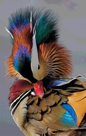 colorful duck